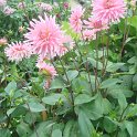 Dahlia x 'Poesie'